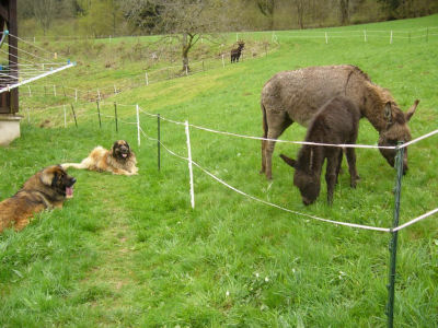 Esel und Hunde